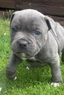 Beautiful Blue Staffordshire Bull Terrier Pups 